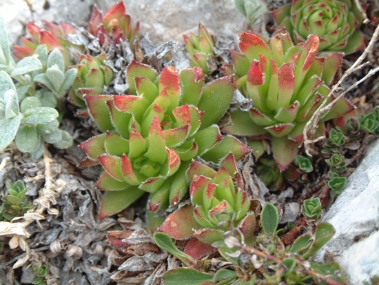 Piante grasse? Sempervivum